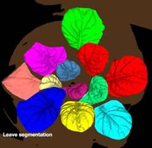 ../../../../Ʒ/ӫ/PSI/2016/PlantScreen/20160727/leaf%20segmentation.jpg